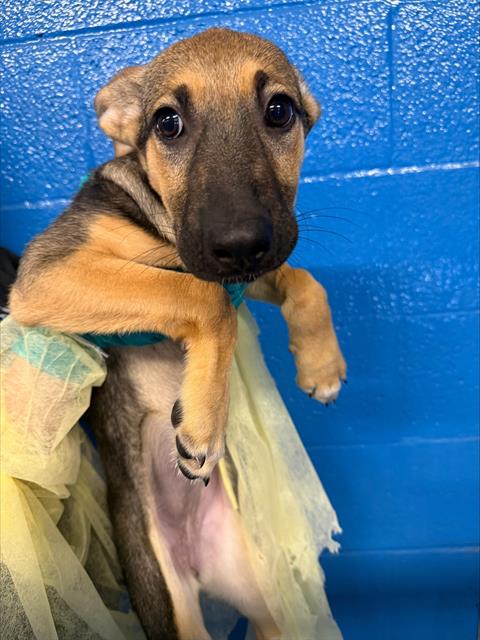 Shelter Stray Female Dog last seen MT VERNON BAKERFIELD, 201 S Mt Vernon Ave, Bakersfield, CA 93307, USA
