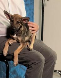 Shelter Stray Female Dog last seen MT VERNON BAKERSFIELD, 201 S Mt Vernon Ave, Bakersfield, CA 93307, USA
