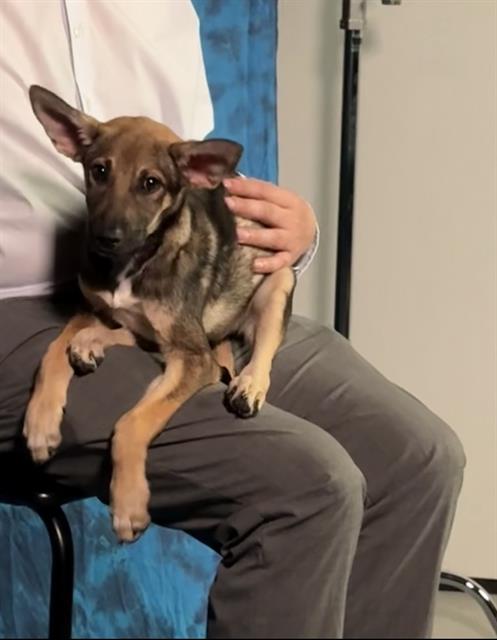 Shelter Stray Female Dog last seen MT VERNON BAKERSFIELD, 201 S Mt Vernon Ave, Bakersfield, CA 93307, USA
