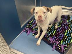 Shelter Stray Female Dog last seen FERRY ST/ST AUBIN ST DETROIT MI 48211, 7401 Chrysler Dr, Detroit, MI 48211, USA