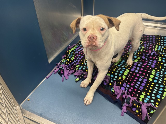 Shelter Stray Female Dog last seen FERRY ST/ST AUBIN ST DETROIT MI 48211, 7401 Chrysler Dr, Detroit, MI 48211, USA