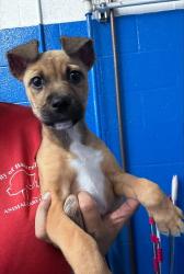 Shelter Stray Female Dog last seen Near BLOCK QUINCY ST, BAKERSFIELD, 201 S Mt Vernon Ave, Bakersfield, CA 93307, USA