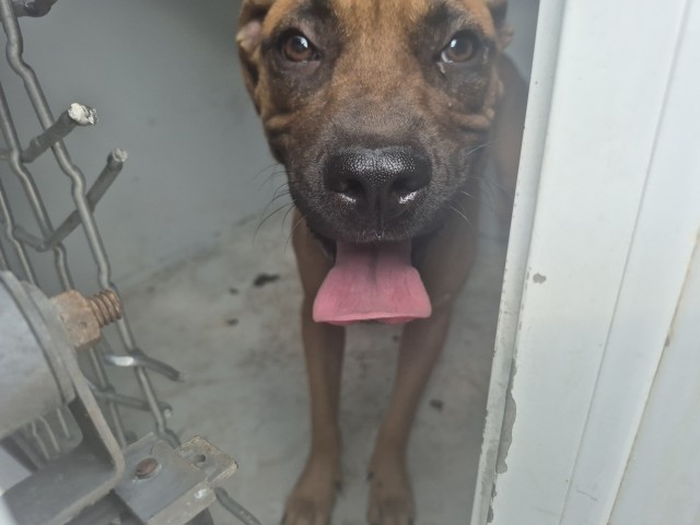 Shelter Stray Female Dog last seen Near BLOCK GREENVIEW AVE, DETROIT, MI 48219, 7401 Chrysler Dr, Detroit, MI 48211, USA