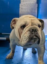 Shelter Stray Female Dog last seen Near BLK 9TH ST, BAKERSFIELD, CA, 201 S Mt Vernon Ave, Bakersfield, CA 93307, USA