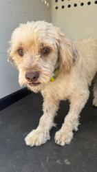 Shelter Stray Male Dog last seen Near BLK GARNEY, BAKERSFIELD CA, 201 S Mt Vernon Ave, Bakersfield, CA 93307, USA