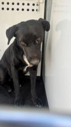 Shelter Stray Female Dog last seen Near BLOCK EUREKA ST, BAKERFIELD CA, 201 S Mt Vernon Ave, Bakersfield, CA 93307, USA