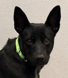 Shelter Stray Female Dog last seen , 4000 N Silverbell Rd, Tucson, AZ 85745, USA