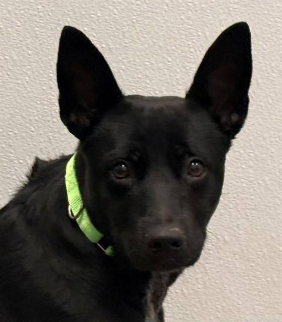 Shelter Stray Female Dog last seen , 4000 N Silverbell Rd, Tucson, AZ 85745, USA