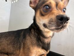 Shelter Stray Male Dog last seen Near BLK BRAADSHAW ST, BAKERSFIELD, CA, 201 S Mt Vernon Ave, Bakersfield, CA 93307, USA