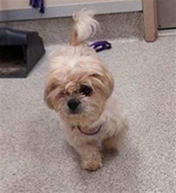 Shelter Stray Female Dog last seen BOND RD / BRADSHAW RD, 9150 Union Park Way, Elk Grove, CA 95624, USA