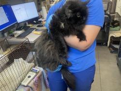 Shelter Stray Male Cat last seen , 4000 N Silverbell Rd, Tucson, AZ 85745, USA