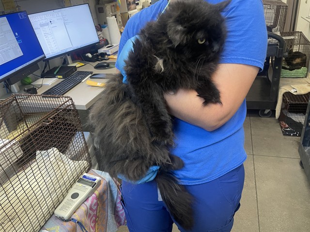 Shelter Stray Male Cat last seen , 4000 N Silverbell Rd, Tucson, AZ 85745, USA