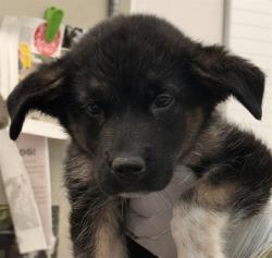 Shelter Stray Female Dog last seen , 4000 N Silverbell Rd, Tucson, AZ 85745, USA