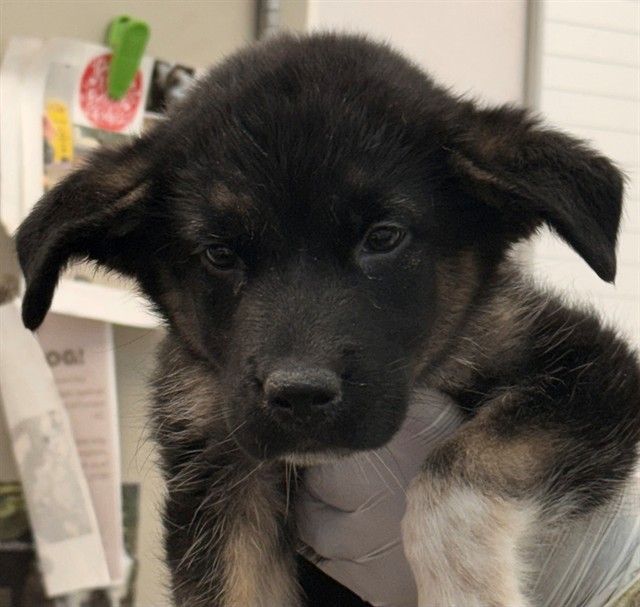 Shelter Stray Female Dog last seen , 4000 N Silverbell Rd, Tucson, AZ 85745, USA