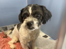 Shelter Stray Female Dog last seen FOOTHILL BLVD & ALMERIA AVE, FONTANA, CA, 92335, USA, 333 Chandler Pl, San Bernardino, CA 92408, USA