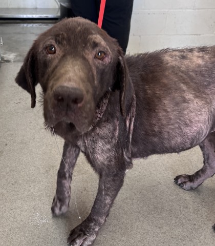 Shelter Stray Female Dog last seen Near BLOCK NORTH CRESENT, 333 Chandler Pl, San Bernardino, CA 92408, USA