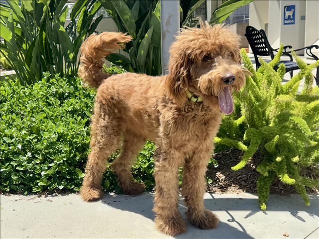 Shelter Stray Female Dog last seen , 957 N Gaffey St, San Pedro, CA 90731, USA