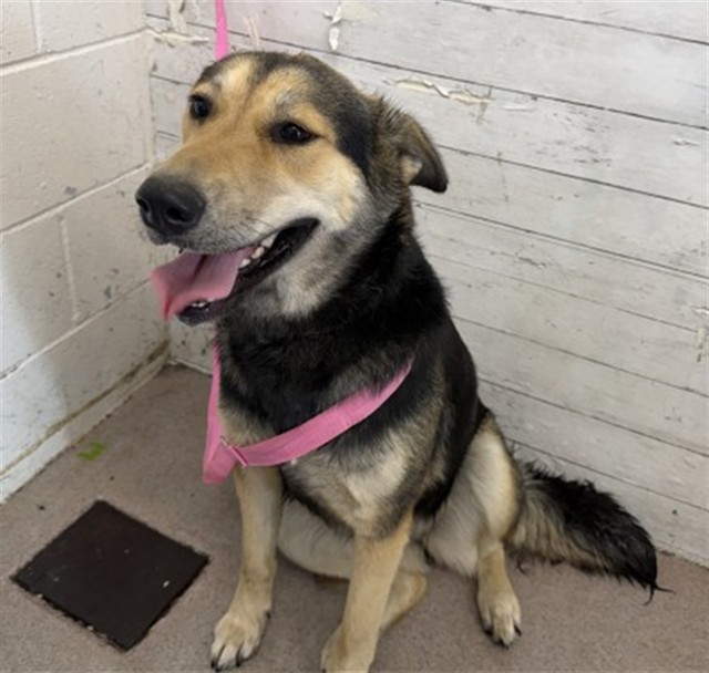 Shelter Stray Female Dog last seen 40TH AND WATERMAN, 333 Chandler Pl, San Bernardino, CA 92408, USA