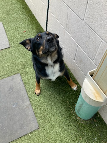 Shelter Stray Male Dog last seen Near BLOCK CITY HALL DR, 10521 Baur Blvd, Olivette, MO 63132, USA