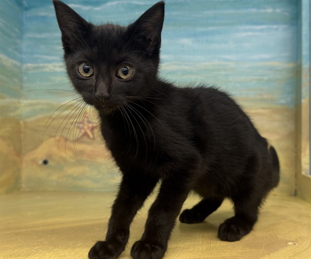 Shelter Stray Unknown Cat last seen , 29525 Agoura Rd, Agoura Hills, CA 91301, USA
