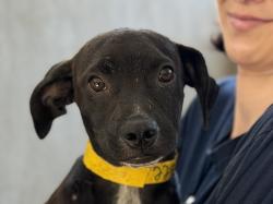 Shelter Stray Male Dog last seen , 957 N Gaffey St, San Pedro, CA 90731, USA