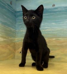 Shelter Stray Unknown Cat last seen , 29525 Agoura Rd, Agoura Hills, CA 91301, USA