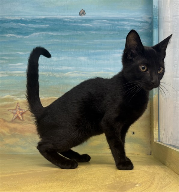 Shelter Stray Unknown Cat last seen , 29525 Agoura Rd, Agoura Hills, CA 91301, USA