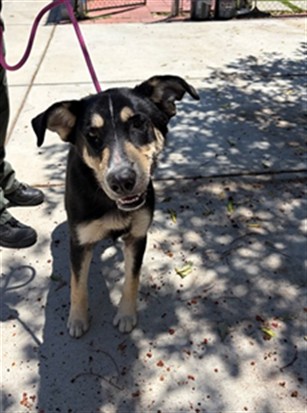 Shelter Stray Male Dog last seen , 29525 Agoura Rd, Agoura Hills, CA 91301, USA