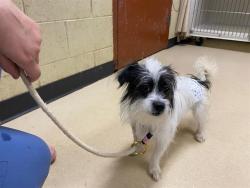 Shelter Stray Unknown Dog last seen 40TH-45TH AND VILLARD, 3839 W Burnham St, West Milwaukee, WI 53215, USA