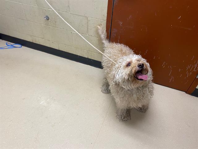 Shelter Stray Unknown Dog last seen Near BLOCK N 41ST ST, 3839 W Burnham St, West Milwaukee, WI 53215, USA