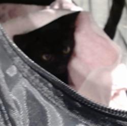 Shelter Stray Male Cat last seen , 1419 Bryant St, San Francisco, CA 94103, USA