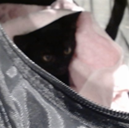 Shelter Stray Male Cat last seen , 1419 Bryant St, San Francisco, CA 94103, USA