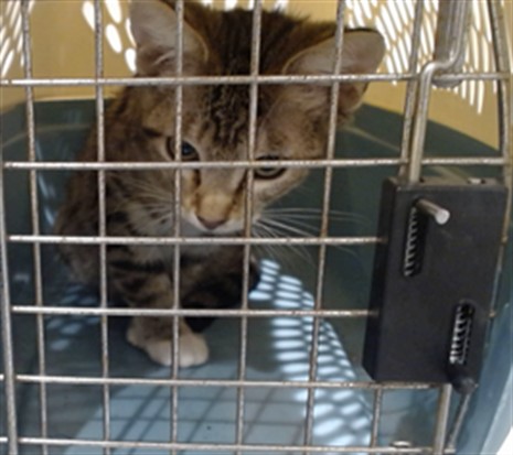 Shelter Stray Female Cat last seen JUDAH/LA PLAYA, 1419 Bryant St, San Francisco, CA 94103, USA