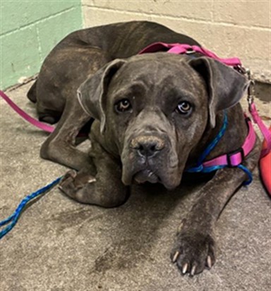 Shelter Stray Female Dog last seen GRAND AVE & DRY CREEK RD, 2127 Front St, Sacramento, CA 95818, USA