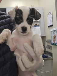 Shelter Stray Female Dog last seen Near BLOCK MINOR ST, SAN JACINTO CA 92583, 581 S Grand Ave, San Jacinto, CA 92582, USA
