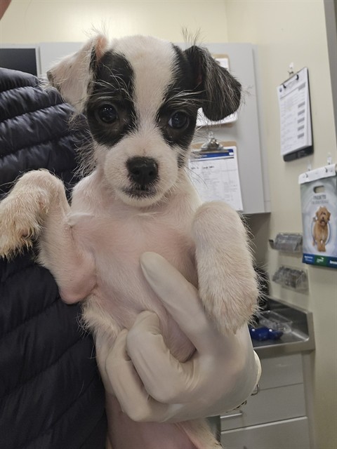 Shelter Stray Female Dog last seen Near BLOCK MINOR ST, SAN JACINTO CA 92583, 581 S Grand Ave, San Jacinto, CA 92582, USA