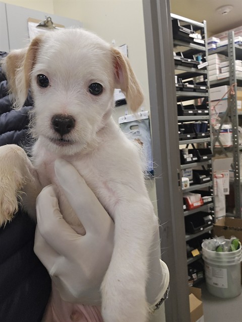 Shelter Stray Male Dog last seen Near BLOCK MINOR ST, SAN JACINTO CA 92583, 581 S Grand Ave, San Jacinto, CA 92582, USA