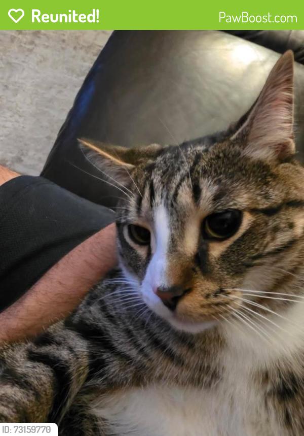 Reunited Male Cat last seen Near Chem. du Souvenir, Laval, QC H7W 1A9, Laval, QC H7W 1A9