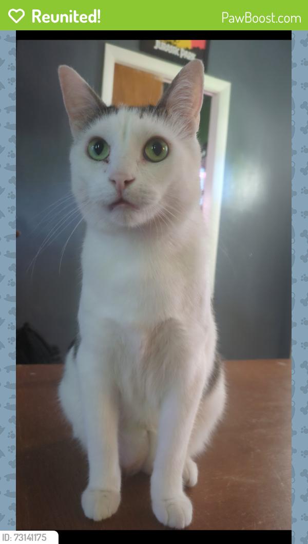 Reunited Male Cat last seen Heritage elementary School, Pueblo, CO 81004