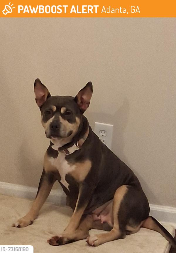 Found/Stray Female Dog last seen Fulton industrial Blvd and Mlk south fulton atlanta, Atlanta, GA 30331
