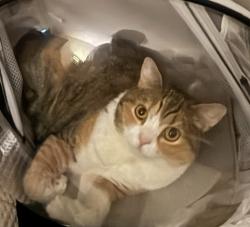 Lost Female Cat last seen 46-17 Smart St., Queens, NY 11355