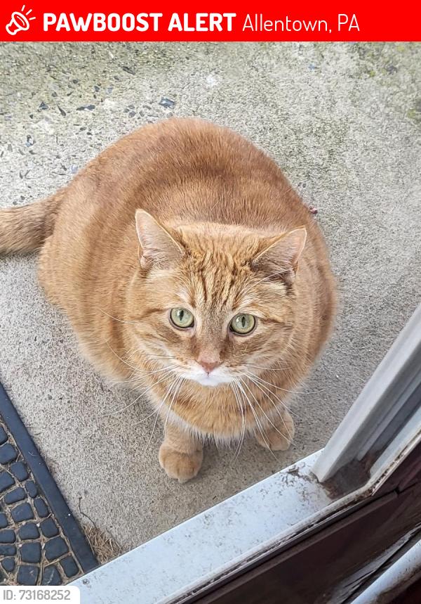 Lost Male Cat last seen Alton park, Allentown, PA 18103