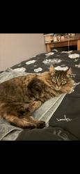 Lost Female Cat last seen By Alexander Valley turn off, Healdsburg, CA 95448