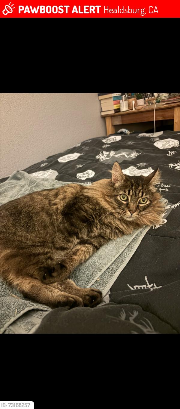 Lost Female Cat last seen By Alexander Valley turn off, Healdsburg, CA 95448