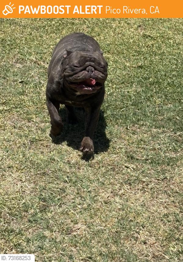 Found/Stray Female Dog last seen Goodbee street and passons blvd, Pico Rivera, CA 90660
