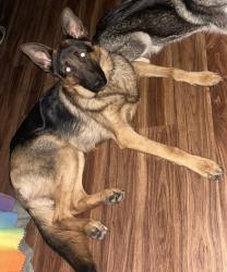 Lost Male Dog last seen Jack St. Silver Creek, Floyd County, GA 30173