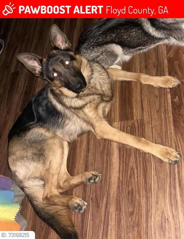 Lost Male Dog last seen Jack St. Silver Creek, Floyd County, GA 30173