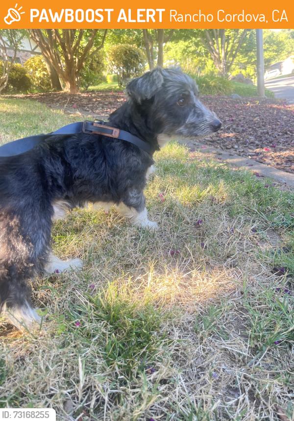 Found/Stray Male Dog last seen River Bend Park Rancho Cordova, Rancho Cordova, CA 95670