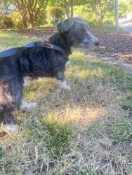 Found/Stray Male Dog last seen River Bend Park Rancho Cordova, Rancho Cordova, CA 95670