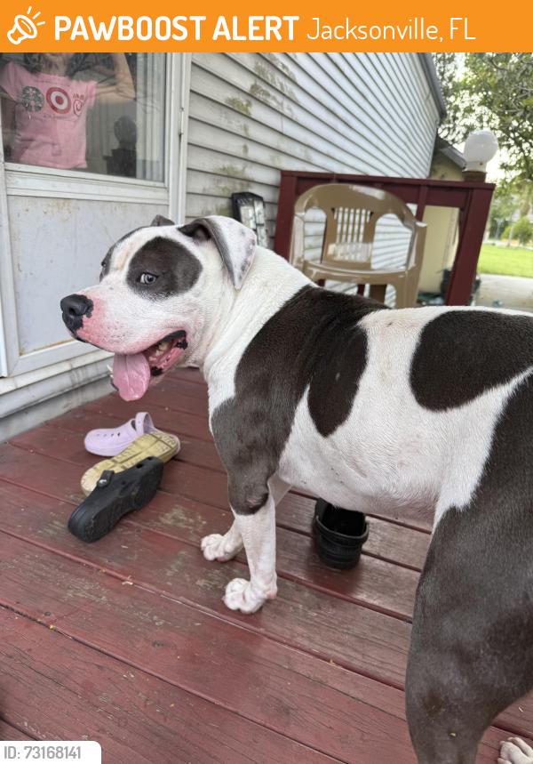 Found/Stray Male Dog last seen Near zambito Ave, Jacksonville, FL 32210